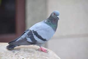 בעל חיים